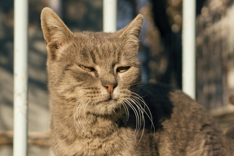The Cat Owner&#8217;s Dilemma: 25 &#8220;Normal&#8221; Behaviors That Actually Signal Problems