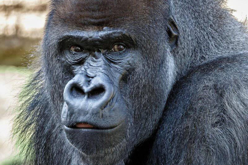 9 Animals With the Closest Genetic Link to Humans