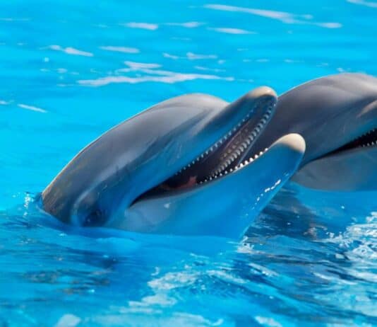 28 Animals That Switch Genders When Life Demands It