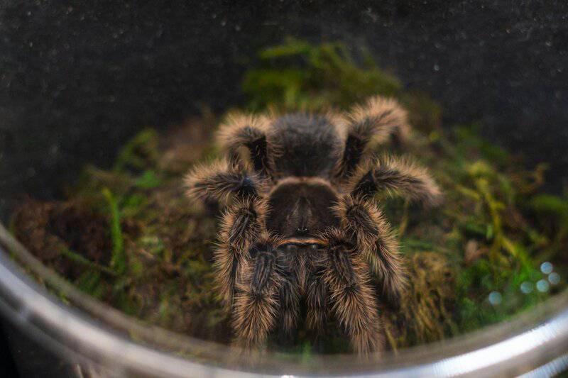 The Rise of Uncommon Pets: Exploring 8 Unique Animals You Can Adopt Today