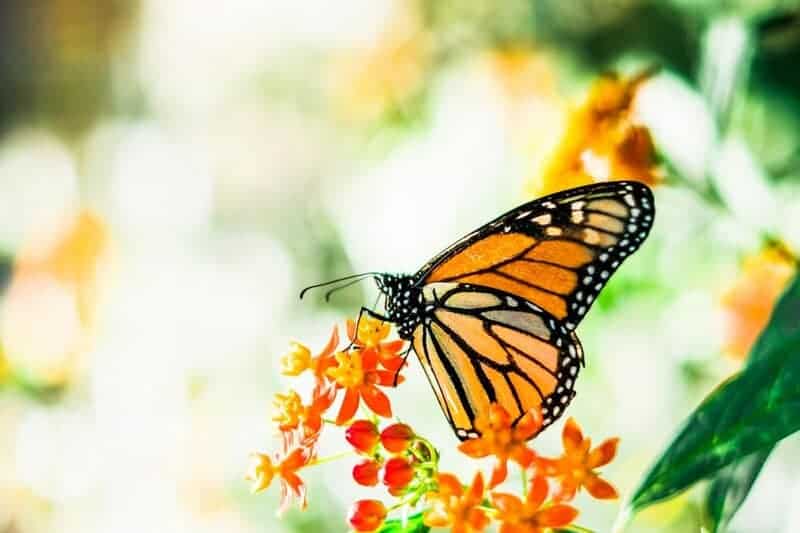 30 Species That Have Dramatically Changed in Just the Last 50 Years