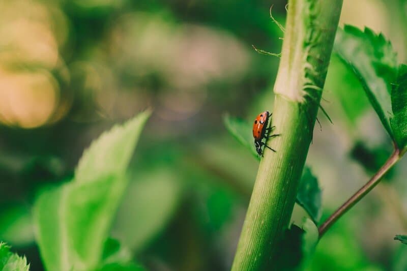 The Amazing World of Insects: 33 Shocking Truths About the World&#8217;s Most Abundant Animals