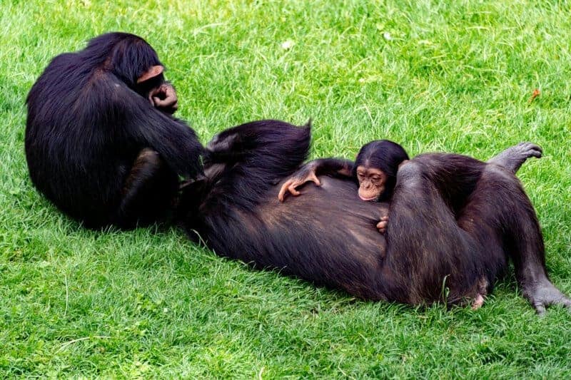 15 Animal Behaviors That Are Surprisingly Scientific