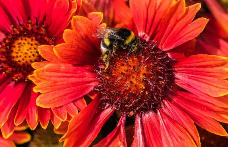 26 Real Reasons Why Bee Colonies Are Collapsing (It&#8217;s Not What You Think)