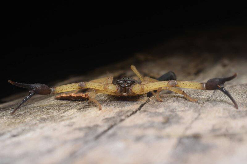 The Most Venomous Animals in the World