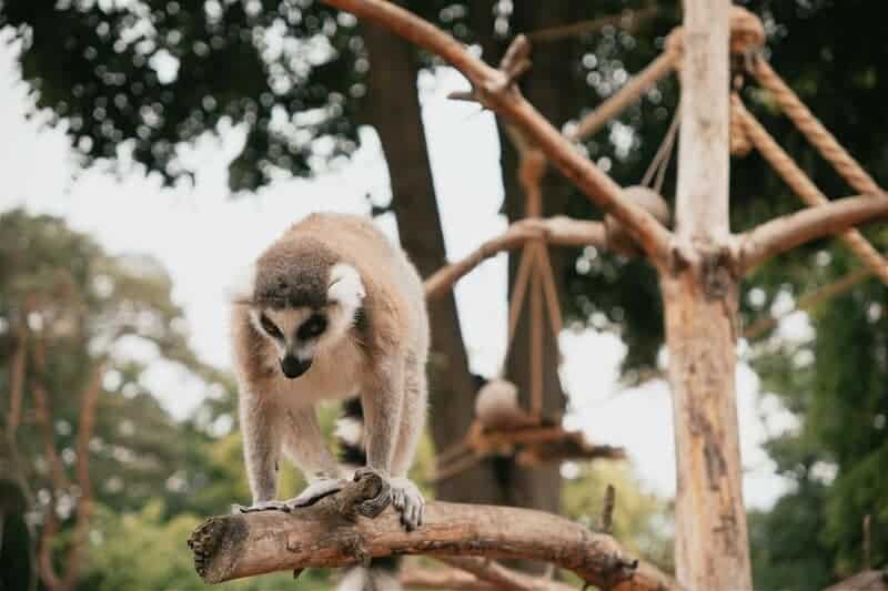 34 Animals That Sleep in the Weirdest Ways