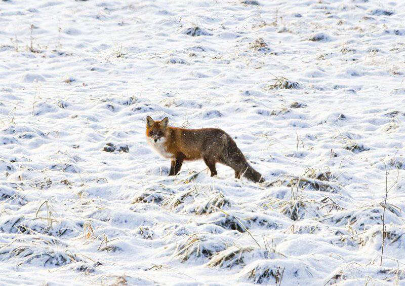 25 Animals That Could Easily Take Over the World (If They Wanted To)