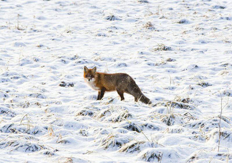 8 Wild Animals That Can Be Domesticated (and 8 That Never Should Be)