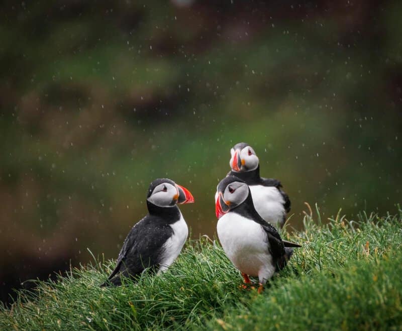 32 Animals That Control the Weather Like Tiny Gods