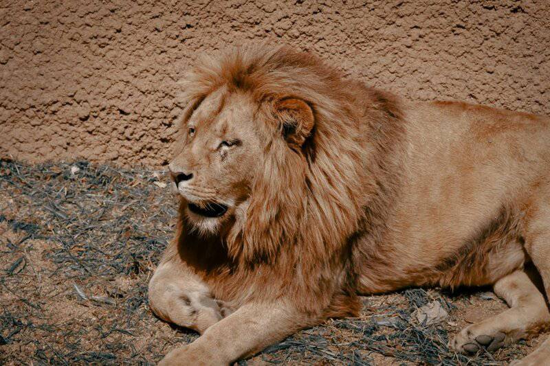 25 Animals That Could Easily Take Over the World (If They Wanted To)