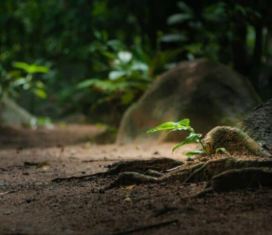 24 Plants Waging Chemical Wars You Never Knew Were Happening