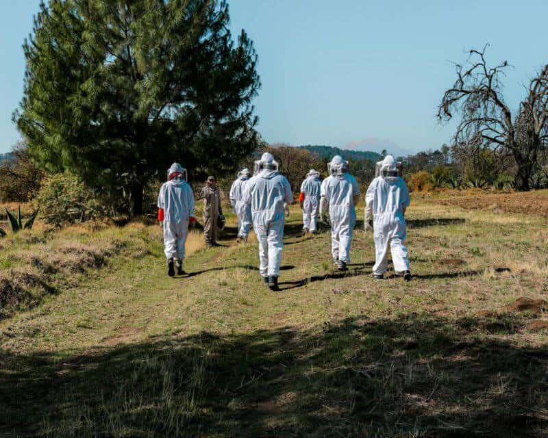 Why Honeybees Vote on Where to Build Their New Home (And It&#8217;s More Democratic Than Human Elections)