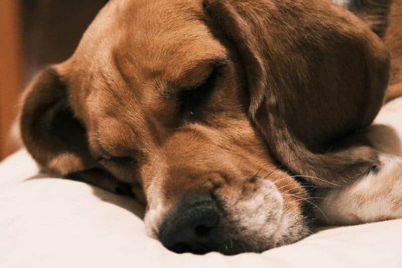 34 Animals That Sleep in the Weirdest Ways