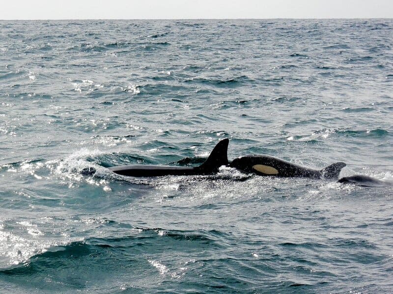 24 Animals That Are Better at Teamwork Than Most Humans