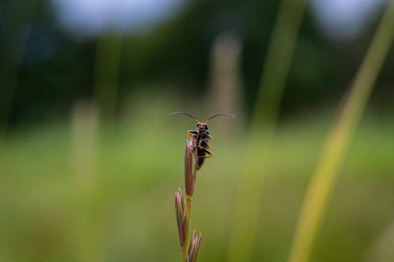 The Amazing World of Insects: 33 Shocking Truths About the World&#8217;s Most Abundant Animals