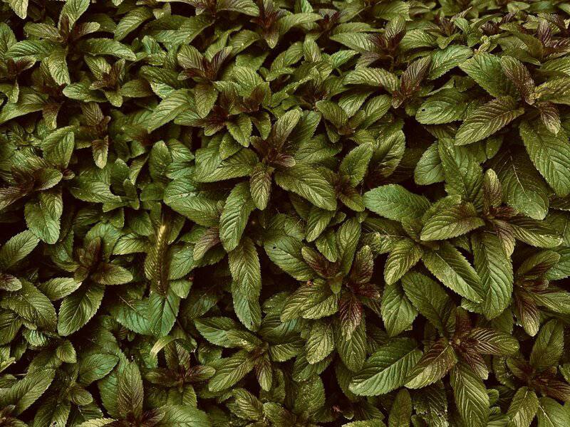 25 Plants That Can Survive a Zombie Apocalypse