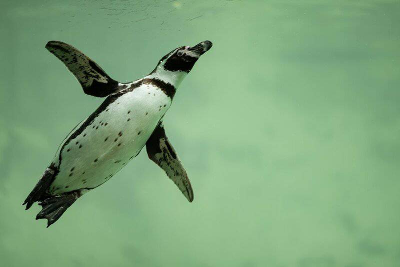 Wings of Wonder: Engineering Marvels in the Bird Kingdom