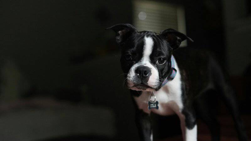 Is Your Dog Trying to Tell You Something? 32 Behaviors and What They Really Mean