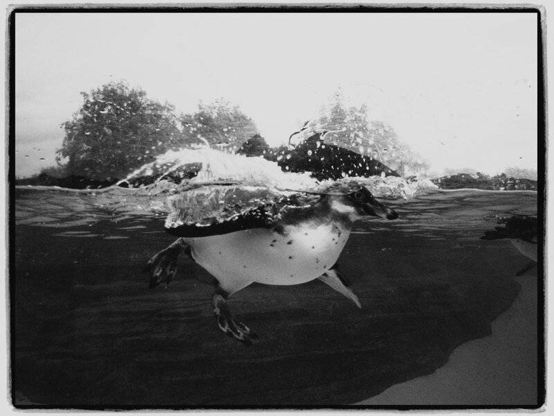 34 Animals That Sleep in the Weirdest Ways