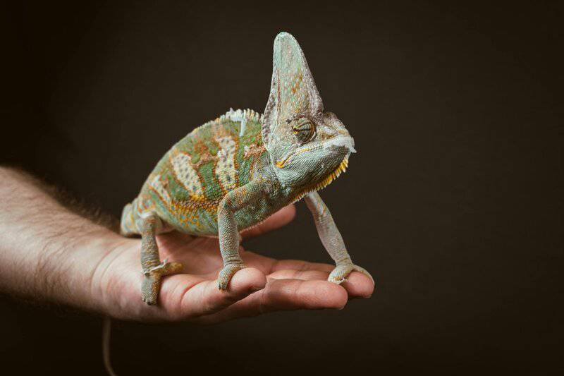 How Animals See the World — 26 Vision Secrets That Will Change(03)