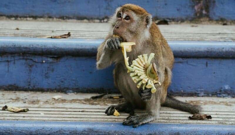 The Animal Mafia: 27 Species Running Criminal Empires Right Under Our Noses