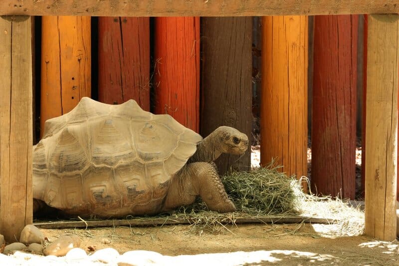 24 Animals With Memory Abilities That Rival the Best Minds