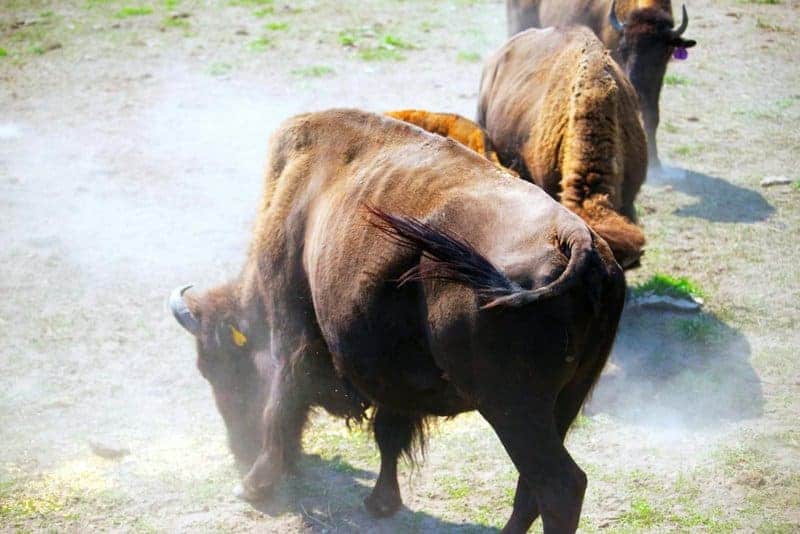 What Happens When Nature Fights Back: 24 Species That Refuse to Go Quietly