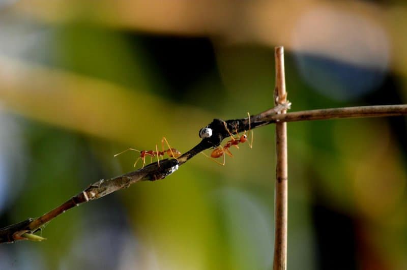 24 Animals That Are Better at Teamwork Than Most Humans