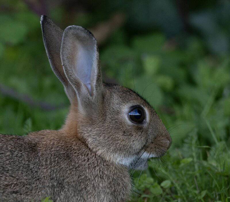 23 Common Pets Are Racing Toward Extinction (But 3 Incredible Success Stories Show the Fight Isn&#8217;t Over)