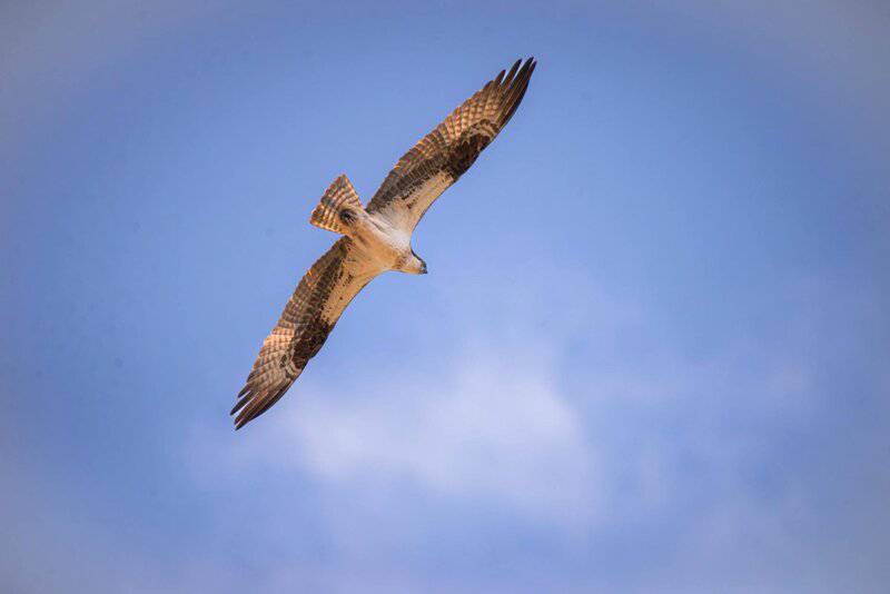 I Followed Migrating Birds for 3 Years: 24 Mind-Blowing Navigation Secrets They Use