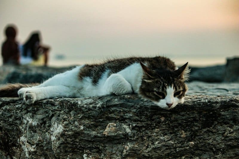 These Popular Cat Myths Are So Wrong, It&#8217;s Actually Dangerous for Your Pet