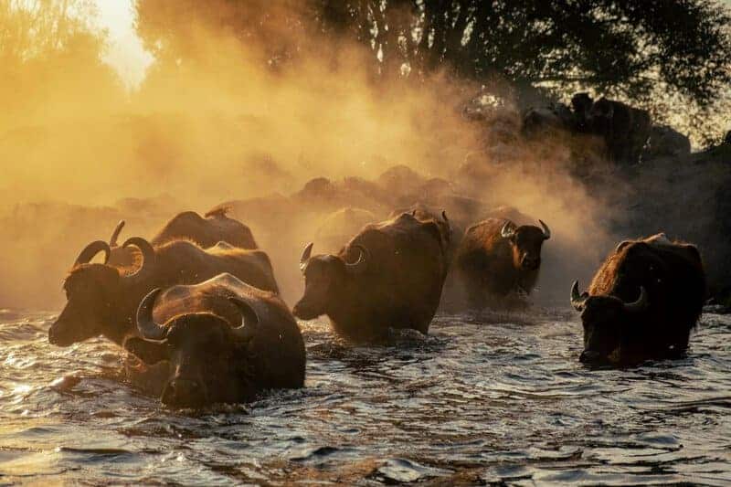 What Happens When You Remove the Alpha: 24 Shocking Pack Dynamics Scientists Discovered