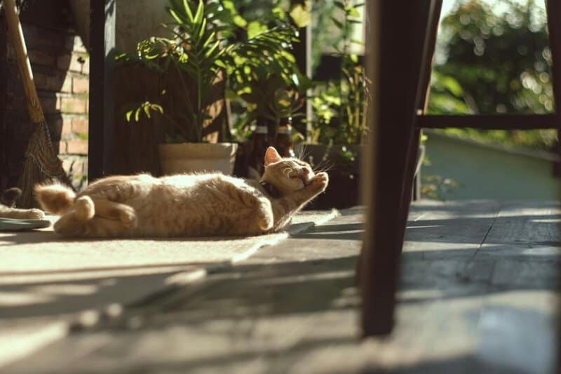 These Popular Cat Myths Are So Wrong, It&#8217;s Actually Dangerous for Your Pet