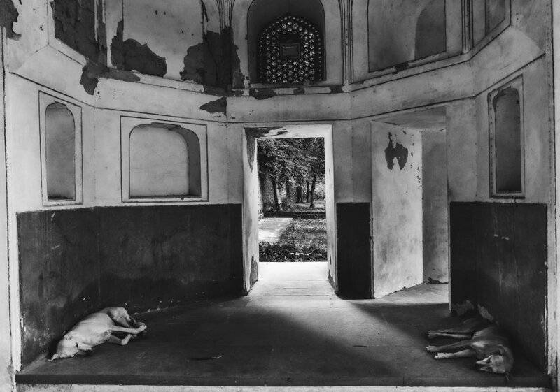 The Dogs of Chernobyl Are Experiencing Rapid Evolution, Study Suggests