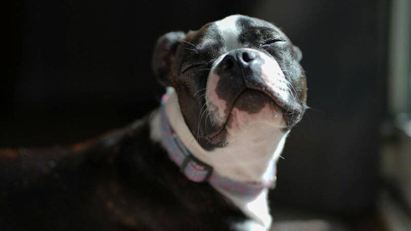 20 Low-Maintenance Dog Breeds Perfect for Busy Owners and 5 That Require Extra Care