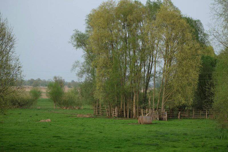 7 Fascinating Ways Plants Smell Danger (Plus 18 Species With the Best Noses)