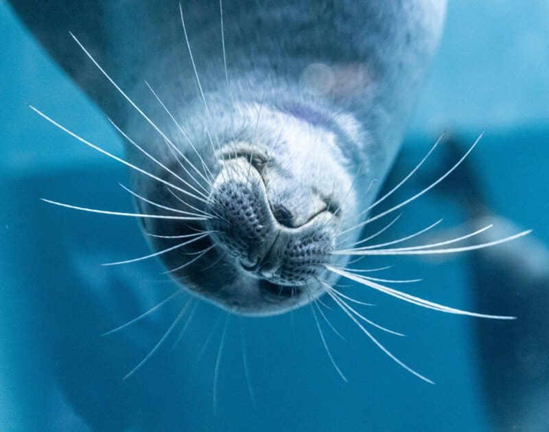 24 Animals With Memory Abilities That Rival the Best Minds