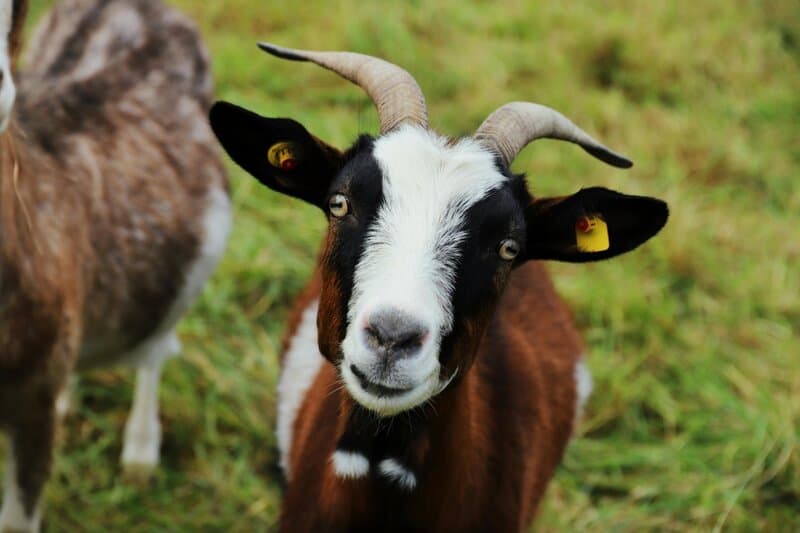 25 Exotic Pets So Weird, Your Dog Will Look Boring in Comparison