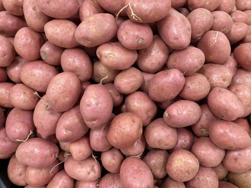 25 Plants That Can Survive a Zombie Apocalypse