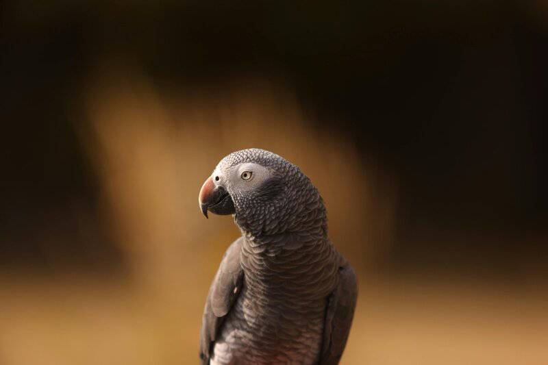 15 Animals That Understand Human Emotions, According to Science