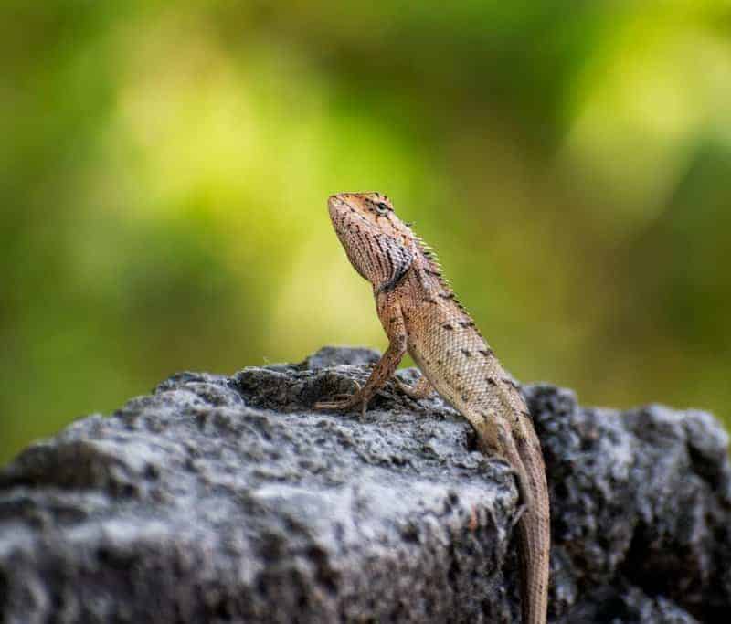 Forget Marvel—These Real Animals Have Rear Superpowers