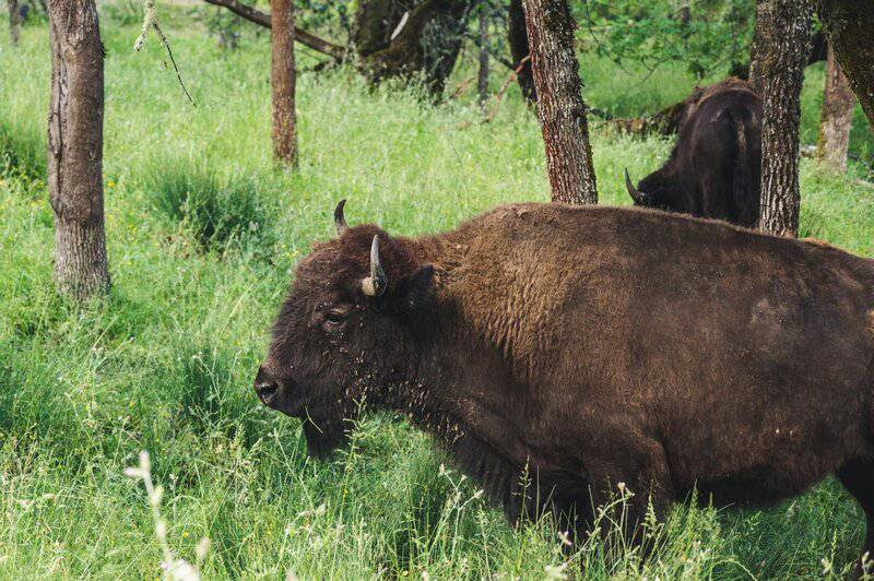 12 Endangered Animals Making a Comeback: Conservation Triumphs and Challenges