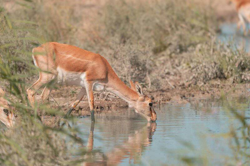 26 Real Reasons Why Bee Colonies Are Collapsing (It&#8217;s Not What You Think)