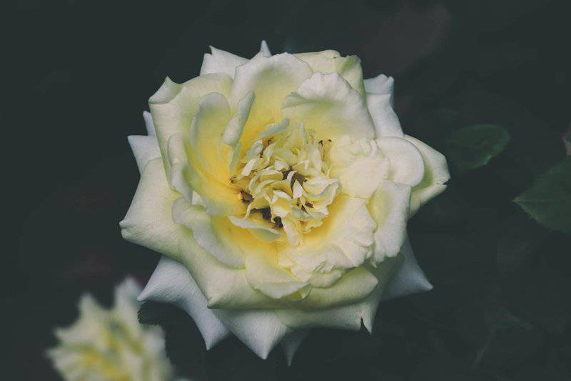 26 Plants That See Colors Humans Can&#8217;t Even Imagine