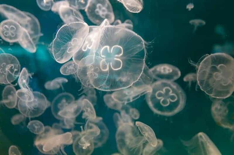 38 Bizarre Deep-Sea Creatures Scientists Discovered in the Last Decade