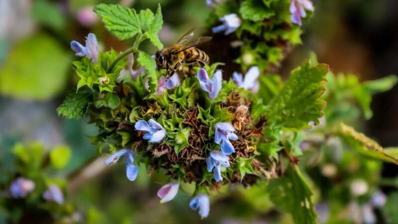 The Amazing World of Insects: 33 Shocking Truths About the World&#8217;s Most Abundant Animals