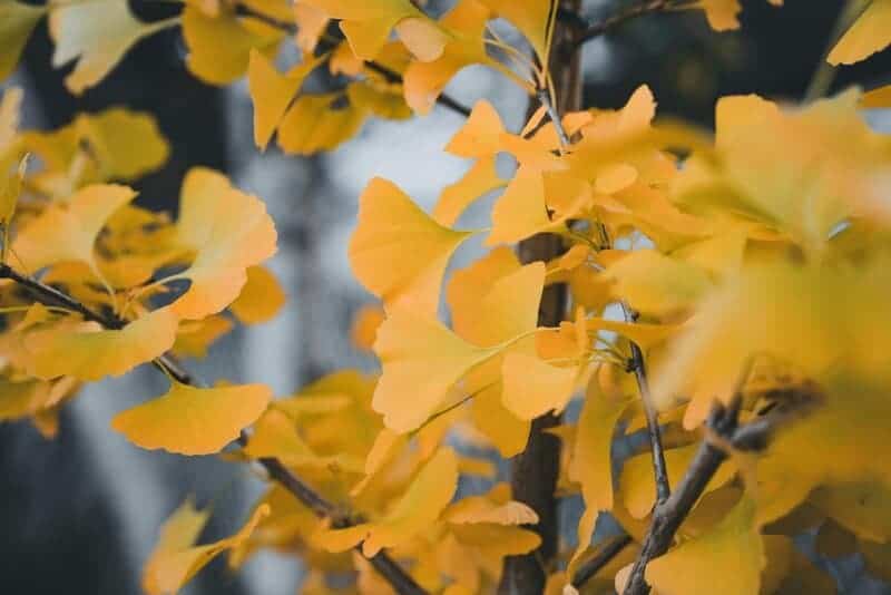 20 Creatures That Survived Mass Extinctions — And How They Did It