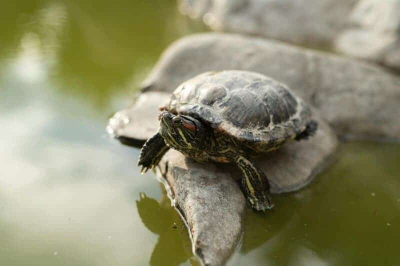 23 Common Pets Are Racing Toward Extinction (But 3 Incredible Success Stories Show the Fight Isn&#8217;t Over)