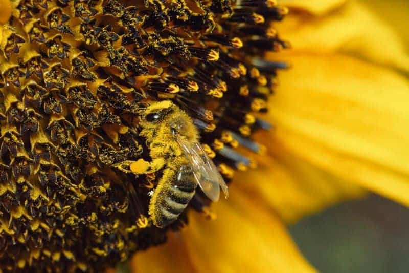26 Real Reasons Why Bee Colonies Are Collapsing (It&#8217;s Not What You Think)
