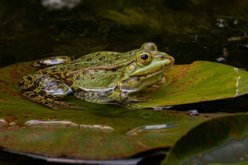 The Science Behind Amphibians&#8217; Underwater Breathing: A Dive into Evolutionary Adaptations